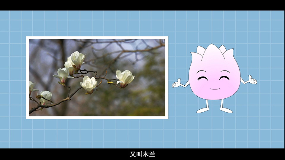 上海市環(huán)境學校 白玉蘭