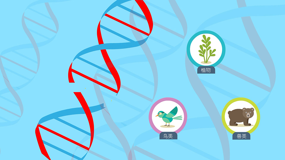 基因方舟 系列二維動(dòng)畫(huà)微課之《基因危機(jī)》