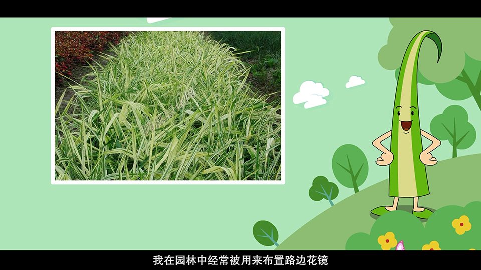 上海市環(huán)境學校 玉帶草