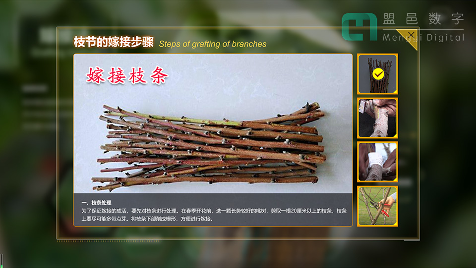 陽山 新沂水蜜桃 觸摸查詢屏桃樹繁殖方式